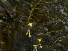 Utricularia aurea