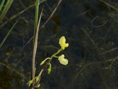Utricularia aurea