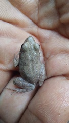 Physalaemus fischeri