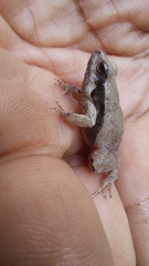 Physalaemus fischeri