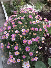 Argyranthemum