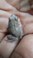 Physalaemus fischeri