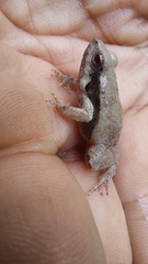 Physalaemus fischeri