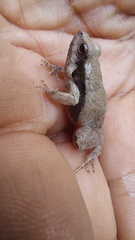 Physalaemus fischeri