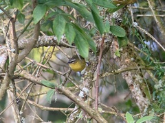 Thlypopsis superciliaris