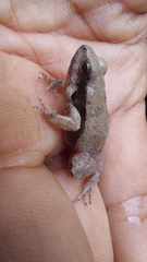 Physalaemus fischeri