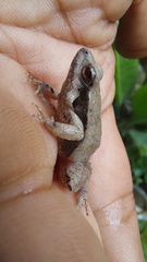 Physalaemus fischeri