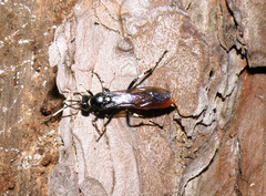 Ichneumon devinctor