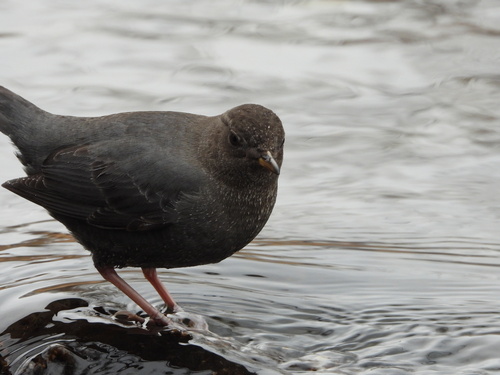 American Dipper