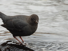 American Dipper photo 5