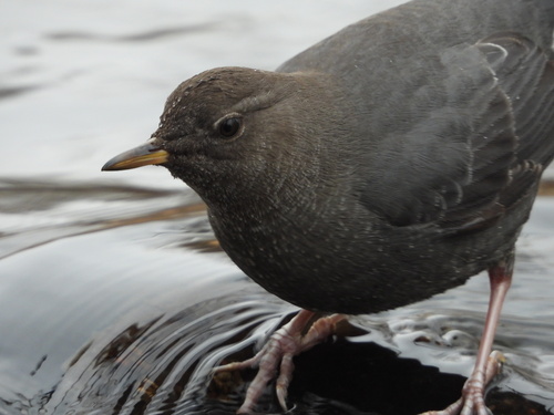american dipper (Cinclus mexicanus)