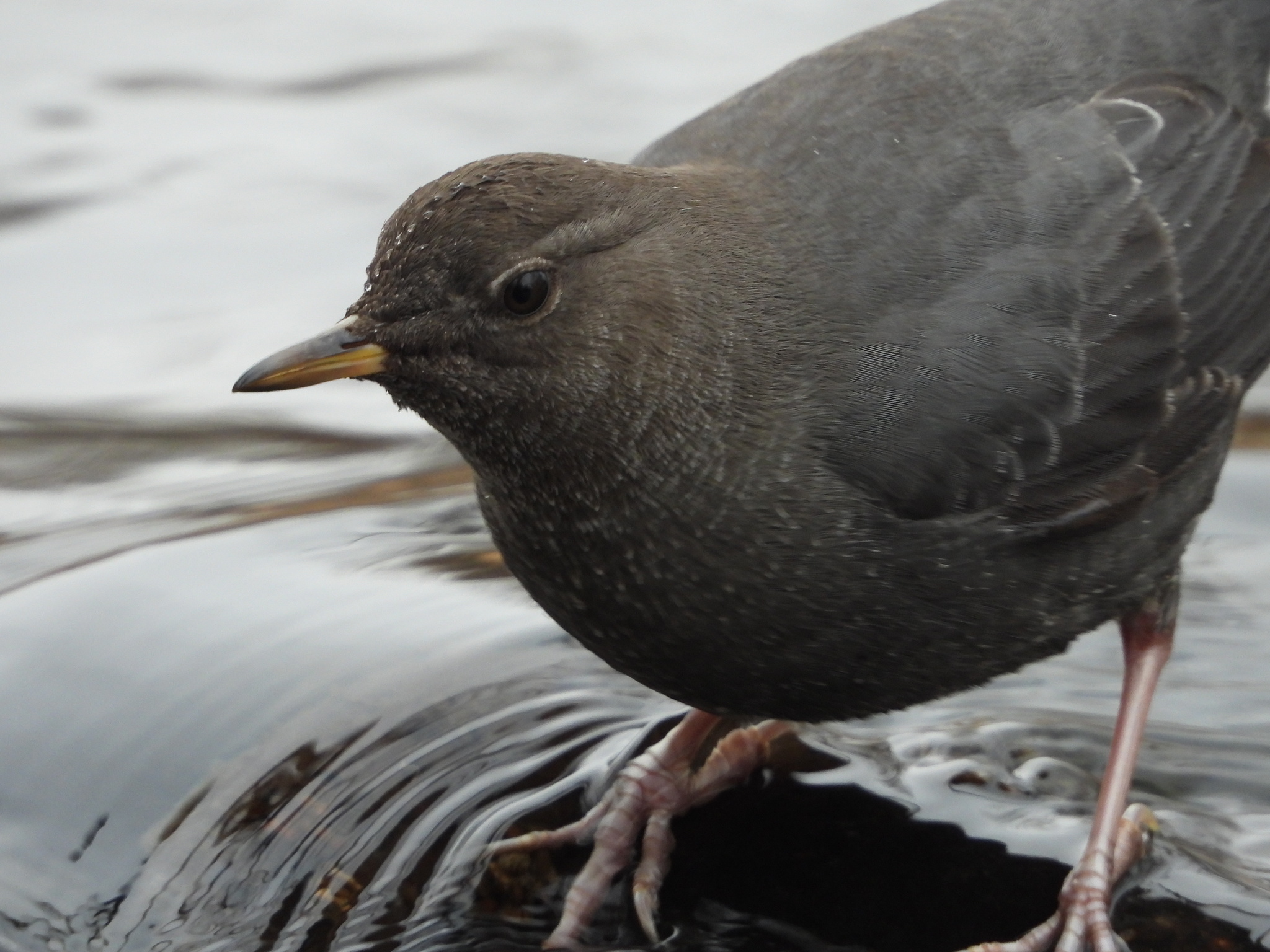 American Dipper (Cinclus mexicanus)