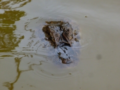Caiman latirostris