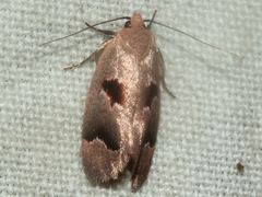 Acanthodela erythrosema