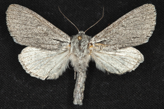 Acronicta cyanescens