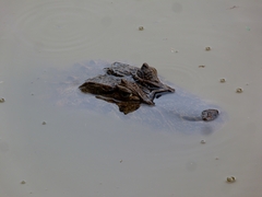 Caiman latirostris