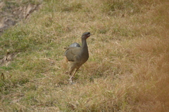 Ortalis canicollis