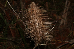 Banksia spinulosa