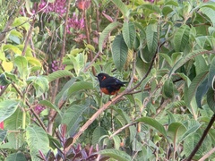 Anisognathus igniventris