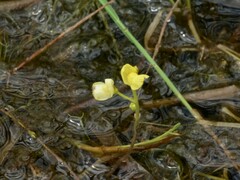 Utricularia aurea