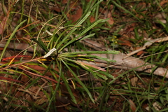 Banksia spinulosa