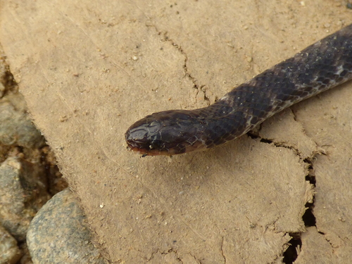 Bloody Ground Snake
