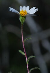 Layia glandulosa