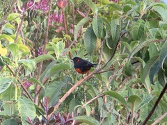 Anisognathus igniventris