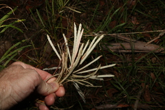 Banksia spinulosa