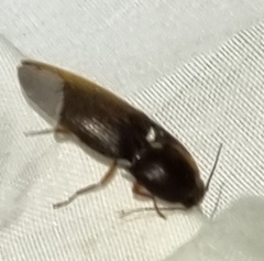 Hemicrepidius nemnonius