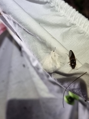 Hemicrepidius nemnonius