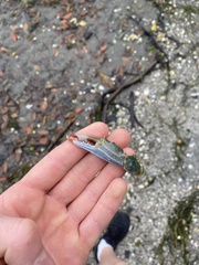 Charybdis japonica