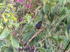 Anisognathus igniventris