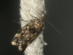 Barea subviridella
