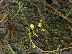 Utricularia aurea