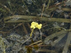 Utricularia aurea