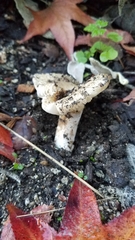 Russula fragrantissima