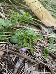 Veronica calycina