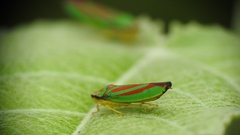 Graphocephala fennahi