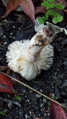 Russula fragrantissima