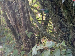 Pterophanes cyanopterus