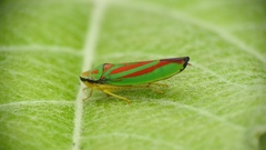 Graphocephala fennahi