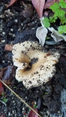 Russula fragrantissima