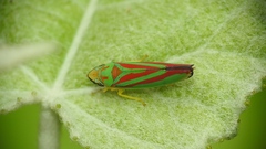Graphocephala fennahi