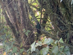 Pterophanes cyanopterus