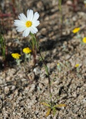 Layia glandulosa