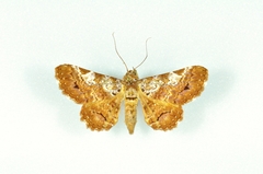 Metria leucoplaga
