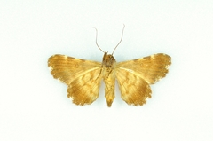 Metria leucoplaga