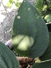 Miconia subcrustulata