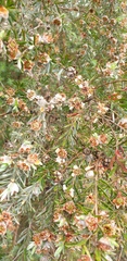 Leptospermum lanigerum